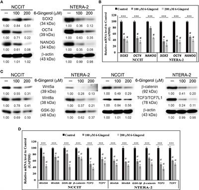 Pivotal Role of Iron Homeostasis in the Induction of Mitochondrial Apoptosis by 6-Gingerol Through PTEN Regulated PD-L1 Expression in Embryonic Cancer Cells